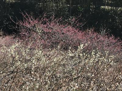 早春の花　ｉｎ　高知Ⅲ（嫁石梅祭り・土佐山オーベルジュ）