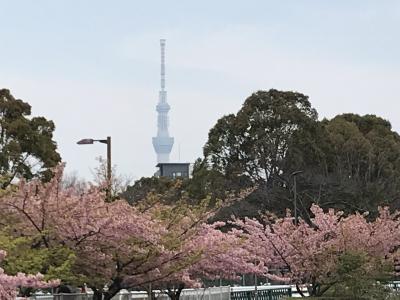 花を求めて⑦ 葛西臨海公園、木場公園