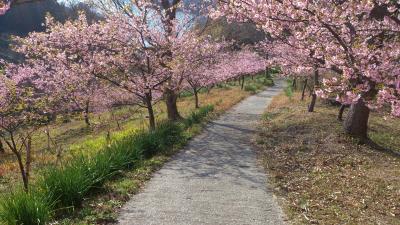 房総に春が来た（２０１９年版その１）