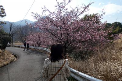 ０１．春を探しに行くエクシブ伊豆1泊　三島～伊東のドライブ　松川湖畔の河津桜　