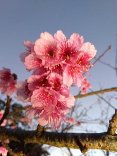 桜を愛でに沖縄、本部と南部１