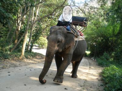 カオヤイの大自然で象とのふれあいとアユタヤ旧跡巡り