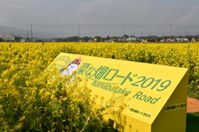 南房総　菜の花ロードへ