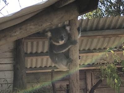 年末年始、真夏のメルボルンへ③