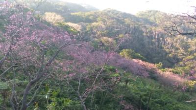 桜を愛でに沖縄、本部と南部３