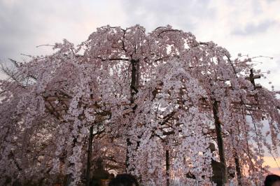 不完全燃焼に終わった京都へのお花見旅行。