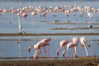 ２月のケニアは最高！　その５ナクル湖　