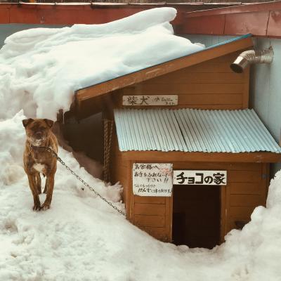 青森 碇ヶ関 : 古遠部温泉のサビ犬に会う