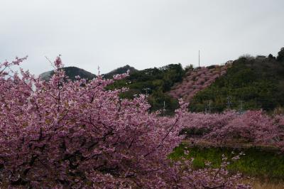 老犬とのドライブ　満開の河津桜と鶯・メジロ＆浄蓮の滝＆下田＆恋人岬