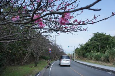 日本一早いお花見三昧☆暖かい沖縄で、ありんくりん。