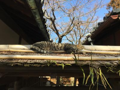 絶景スーパー銭湯と竜泉寺