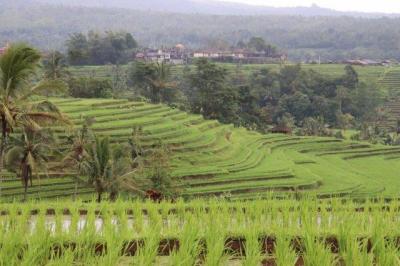 2019/02/03-09 バリ島(4日目(2/6)バリ)