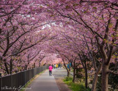 河津桜の本場で一足早い花見三昧