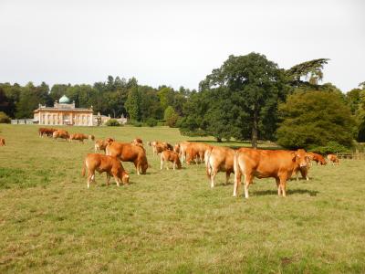 フットパスの旅、コッツウォルズの田園を歩く（８日目、帰国まで）