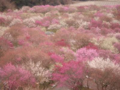 いなべ梅林公園