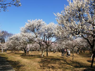 大宮第２公園の梅園に訪れる