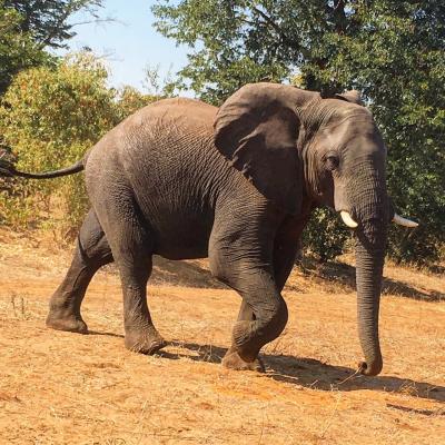 ＊見どころだらけのアフリカ南部7日間＊④チョベ国立公園でサファリ体験