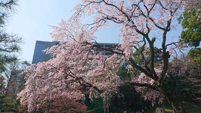 2018桜巡り＠後楽園～上野