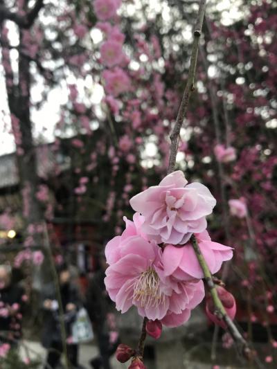 早春の京都を楽しむ