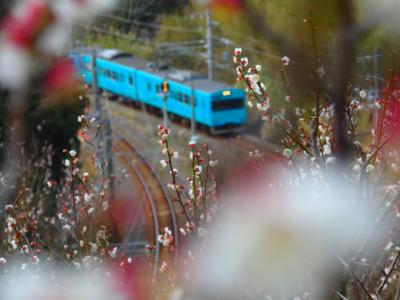 【和歌山】 みなべ梅林と鉄道