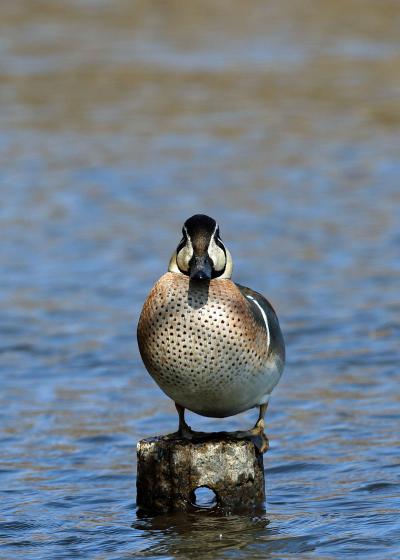 201９年３月野鳥撮影記録 　Ⅰ