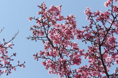 柏尾川の1ダースのおかめ桜が見頃になりました