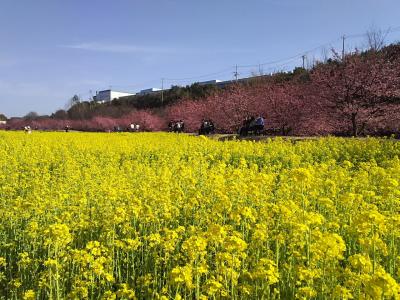 地元の人たちが作り上げた『東大山の河津桜』