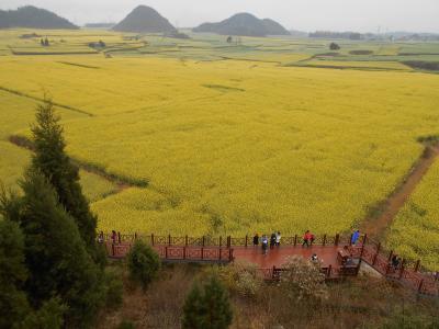 還暦過ぎ夫婦（その２） 雲南省の羅平は黄色い菜花（なばな）の上に冷たい霧雨が降っていた（2019年2月22日～3月3日）