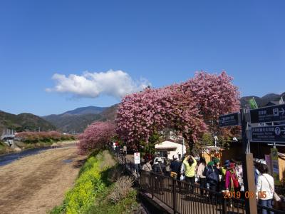 河津桜とぐるり早春の伊豆半島