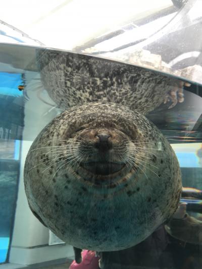 孫との二人旅はとりあえず京都（京都水族館編）話題のオオサンショウウオ、でもゴマちゃんから離れられず