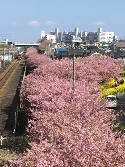 河津桜