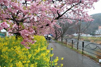 伊豆半島の花めぐりの旅１（河津編）