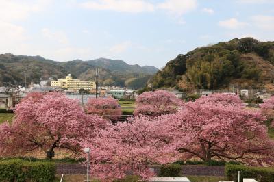 伊豆半島の花めぐりの旅２（南伊豆編）