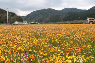 伊豆半島の花めぐりの旅３（西伊豆編）