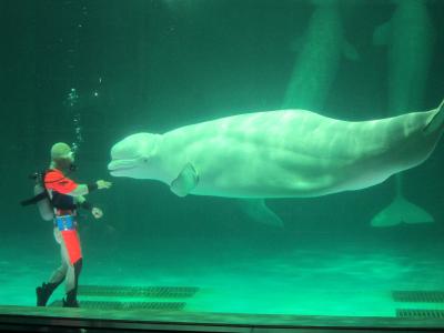 鴨川シーワールド・ディスカバリーガイダンスを楽しむ