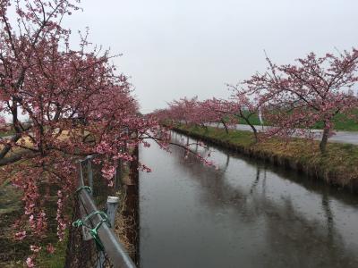 笠松河津桜ロード