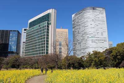 浜離宮恩賜庭園の菜の花