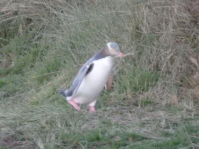 ニュージーランドとオーストラリアどうぶつハシゴ旅①～ダニーデンとオタゴ半島とペンギンの巻