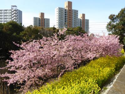 2019　桜散歩（行徳近郊緑地・丸浜川沿い：河津桜と菜の花）