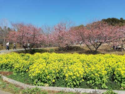 茨城フラワーパークで河津桜