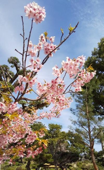 春めくひろしま花巡り～縮景園～