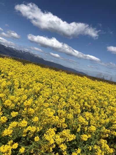 琵琶湖ときめき旅行！…菜の花畑と大衆演劇を鑑賞…ひとり旅編！