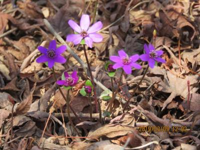 久しぶりに多聞院を訪問しました①つつじの木の下に見られた雪割草