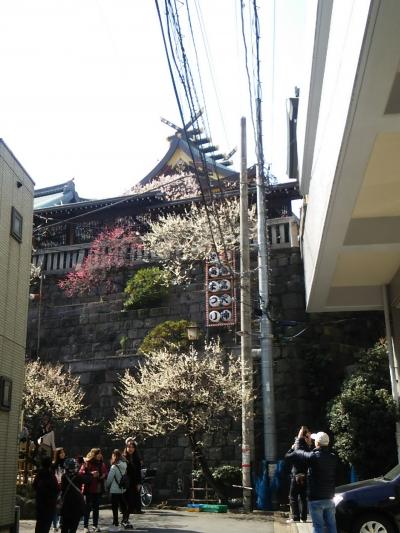 湯島天神 梅祭り