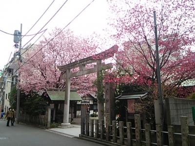 蔵前神社でお花見