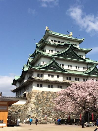 桜花爛漫の名古屋城