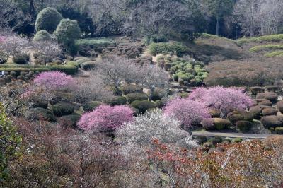 ０４．春を探しに行くエクシブ伊豆1泊　小室山公園その２