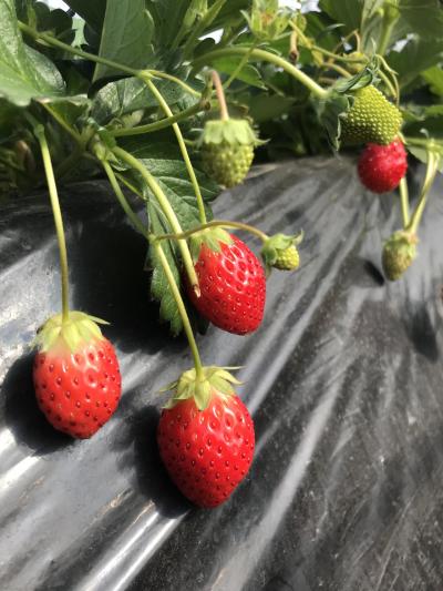 いちご狩り&#127827;&#10024;