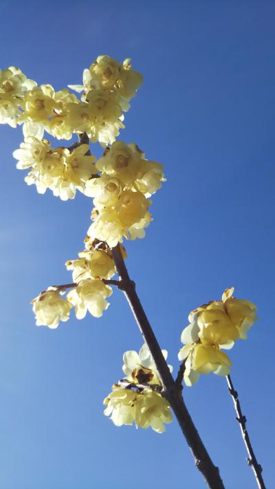 小春日和、神社めぐり