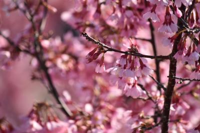 ほぼ満開の、おかめ桜を楽しむ
